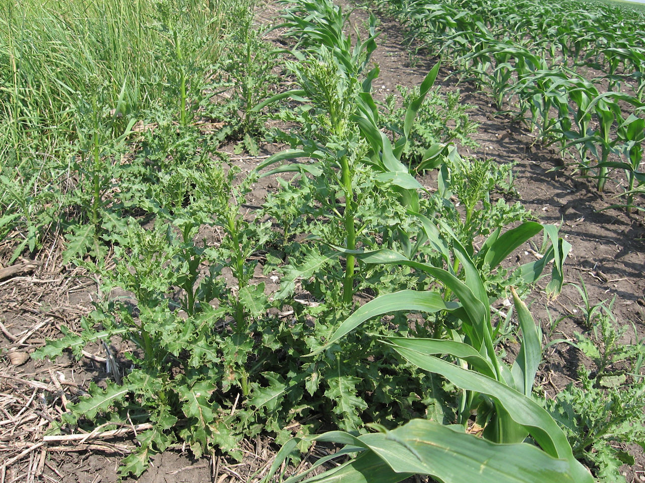 Canada thistle